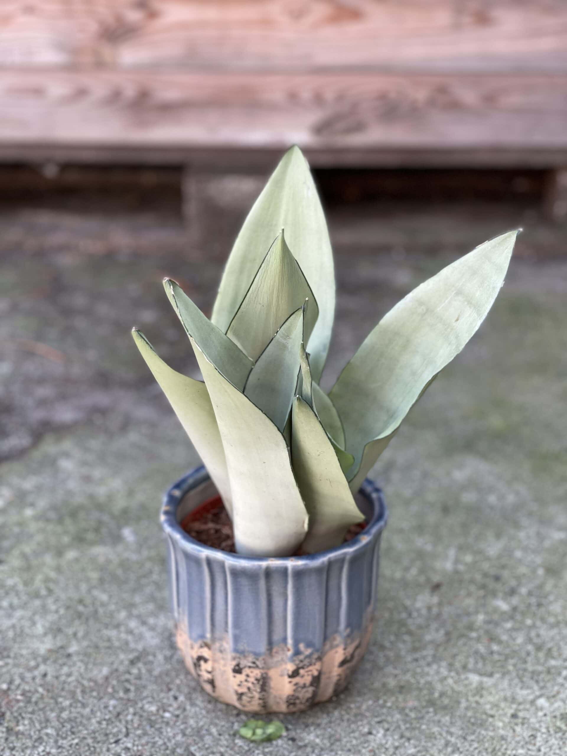 Zdjęcie rośliny Sansevieria Moonshine, ujęcie 1