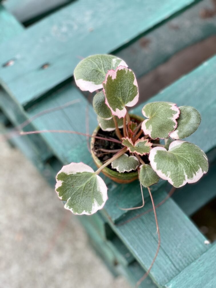 Zdjęcie rośliny Saxifraga Stolonifera Tricolor (Skalnica Rozłogowa), ujęcie 2