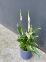 Zdjęcie rośliny Spathiphyllum (Skrzydłokwiat), ujęcie 3