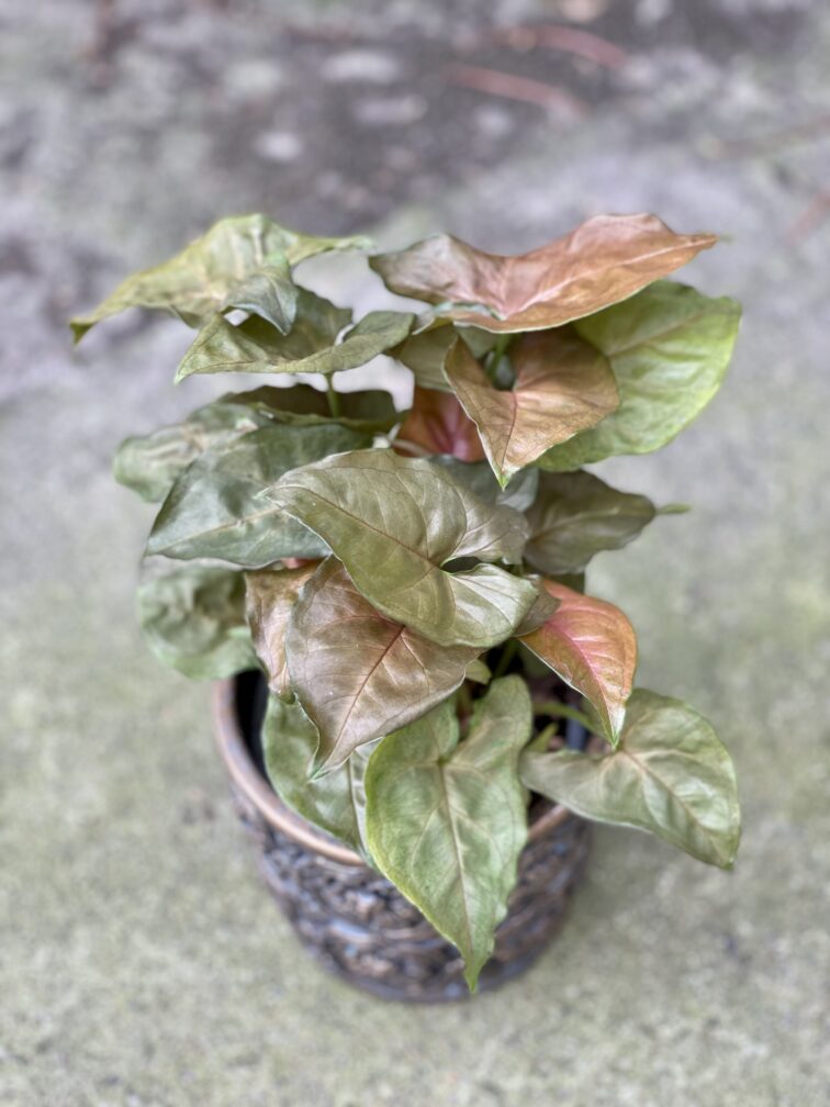 Zdjęcie rośliny Syngonium Maria, ujęcie 1