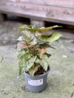 Zdjęcie rośliny Syngonium Maria, ujęcie 3