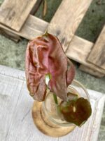 Zdjęcie rośliny Syngonium Strawberry Ice, ujęcie 3
