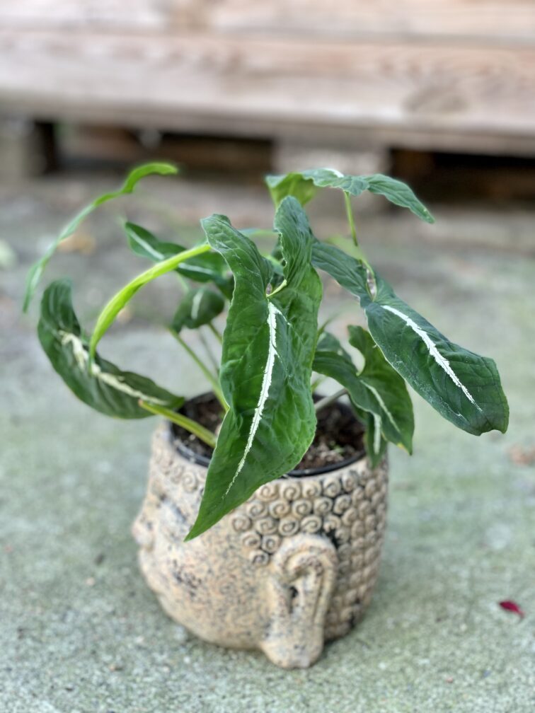Zdjęcie rośliny Syngonium Wendlandii, ujęcie 3