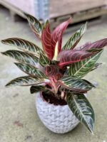 Zdjęcie rośliny Aglaonema Pride of Sumatra, ujęcie 1