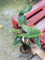 Zdjęcie rośliny Alocasia Black Zebrina, ujęcie 3