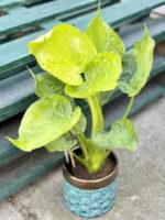 Zdjęcie rośliny Alocasia Golden cucullata, ujęcie 1