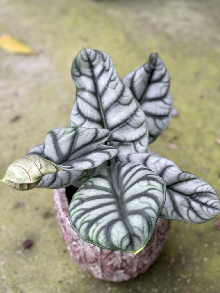 Zdjęcie rośliny Alocasia Silver Dragon, ujęcie 1