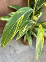 Zdjęcie rośliny Alpinia sanderae, ujęcie 2