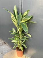 Zdjęcie rośliny Alpinia sanderae, ujęcie 3