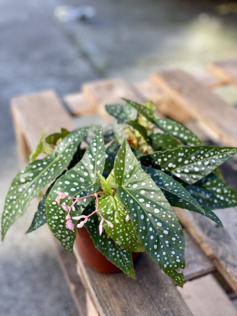 Zdjęcie rośliny Begonia Snow Capped, ujęcie 1