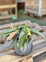 Zdjęcie rośliny Begonia Snow Capped, ujęcie 2