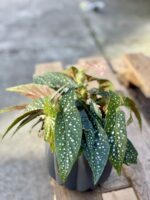 Zdjęcie rośliny Begonia Snow Capped, ujęcie 3