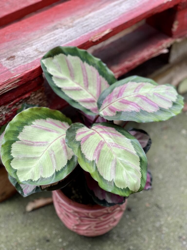 Calathea roseopicta Silvia (Kalatea) - Jungle Boogie