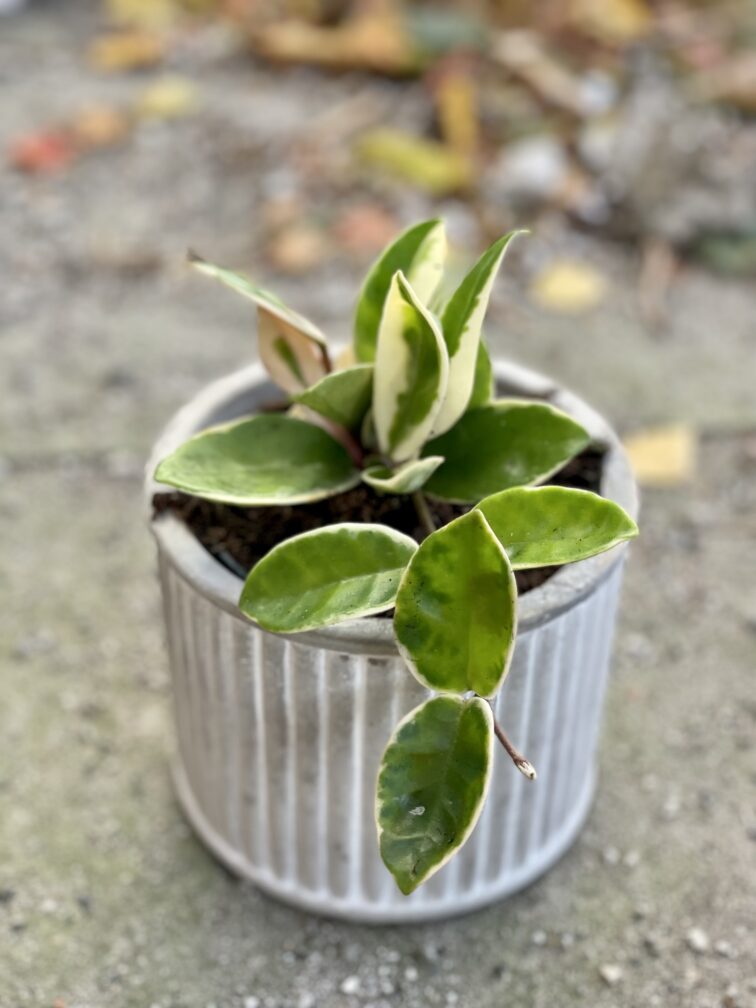 Zdjęcie rośliny Hoya krimson queen, ujęcie 3