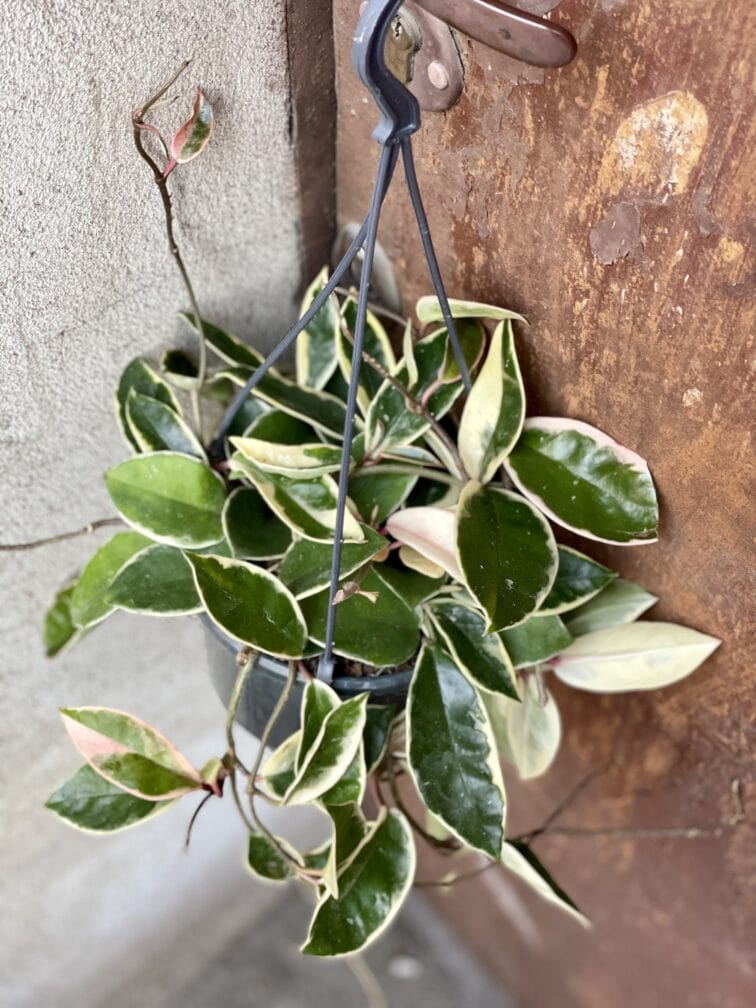 Zdjęcie rośliny Hoya krimson queen, ujęcie 1