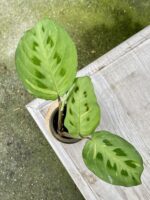 Zdjęcie rośliny Maranta kerchoveana variegata, ujęcie 1