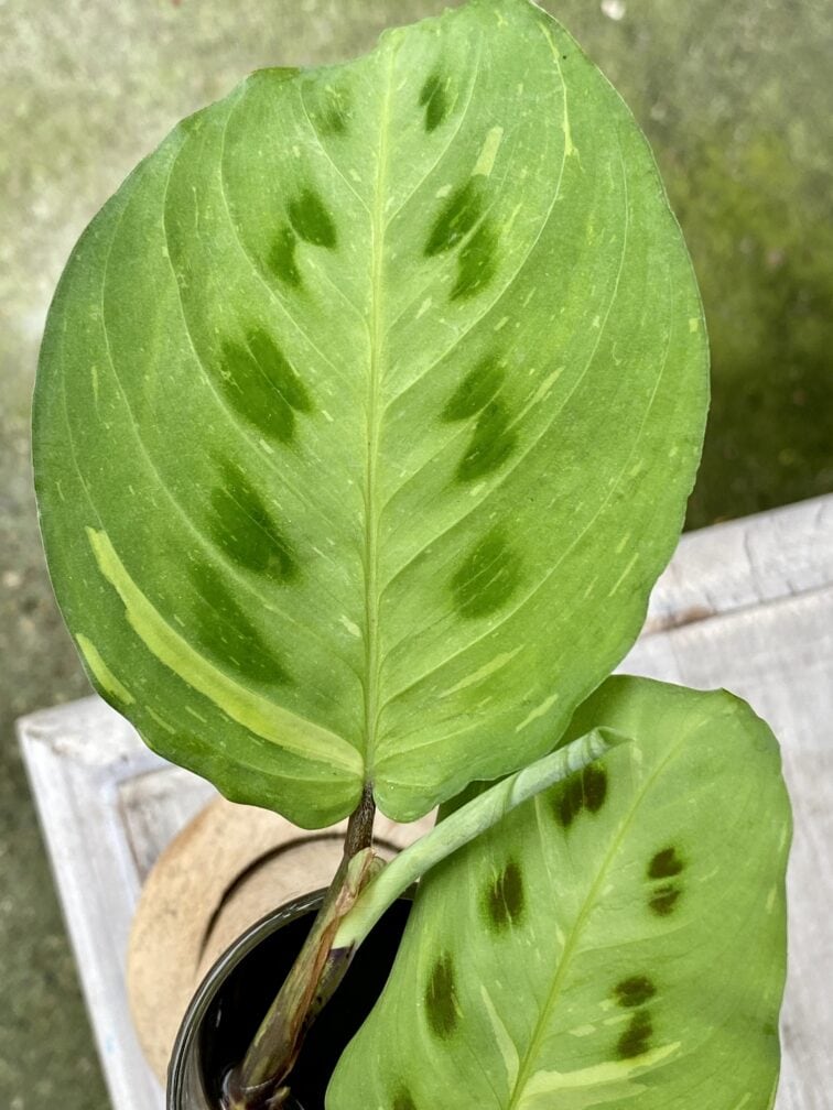 Zdjęcie rośliny Maranta kerchoveana variegata, ujęcie 2