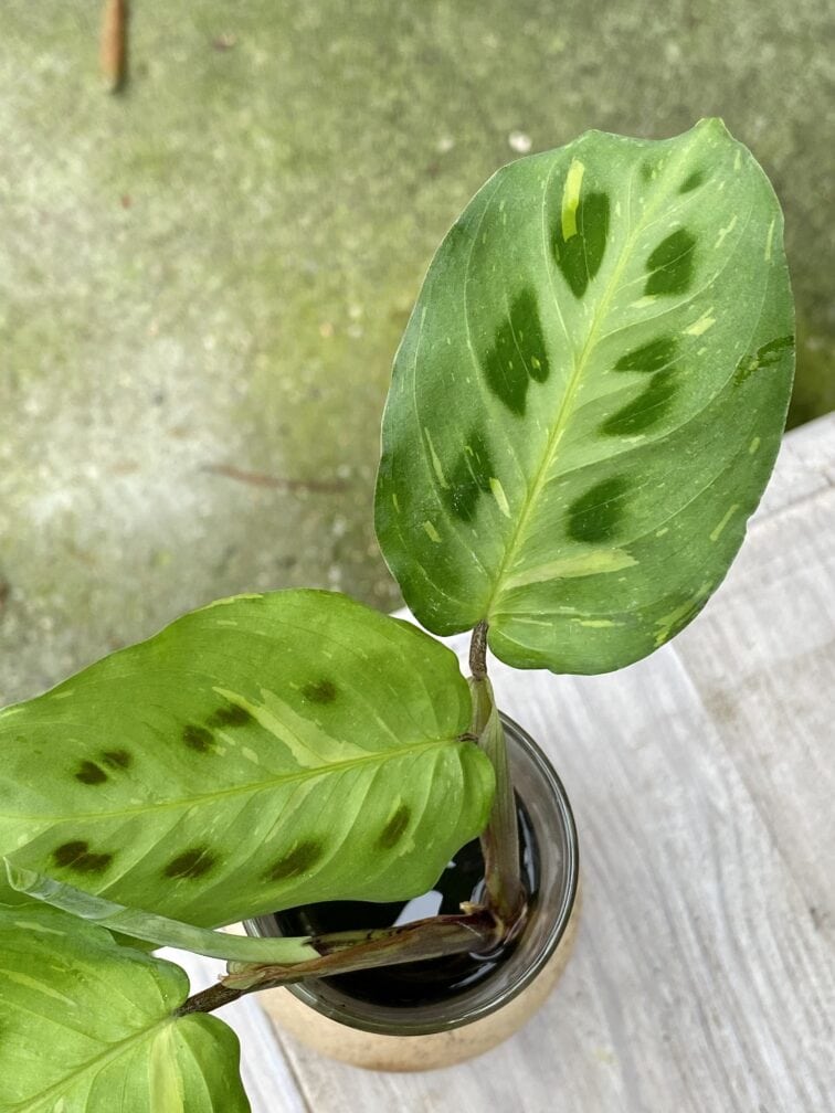 Zdjęcie rośliny Maranta kerchoveana variegata, ujęcie 3