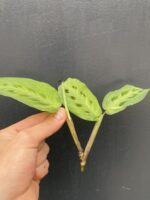 Zdjęcie rośliny Maranta kerchoveana variegata, ujęcie 4