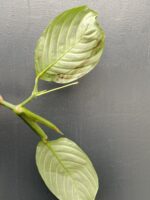 Zdjęcie rośliny Maranta Lemon Lime, ujęcie 3