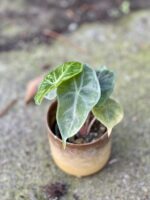 Zdjęcie doniczki lub oslonki: Osłonka Gobi 7x8 cm, ujęcie 2