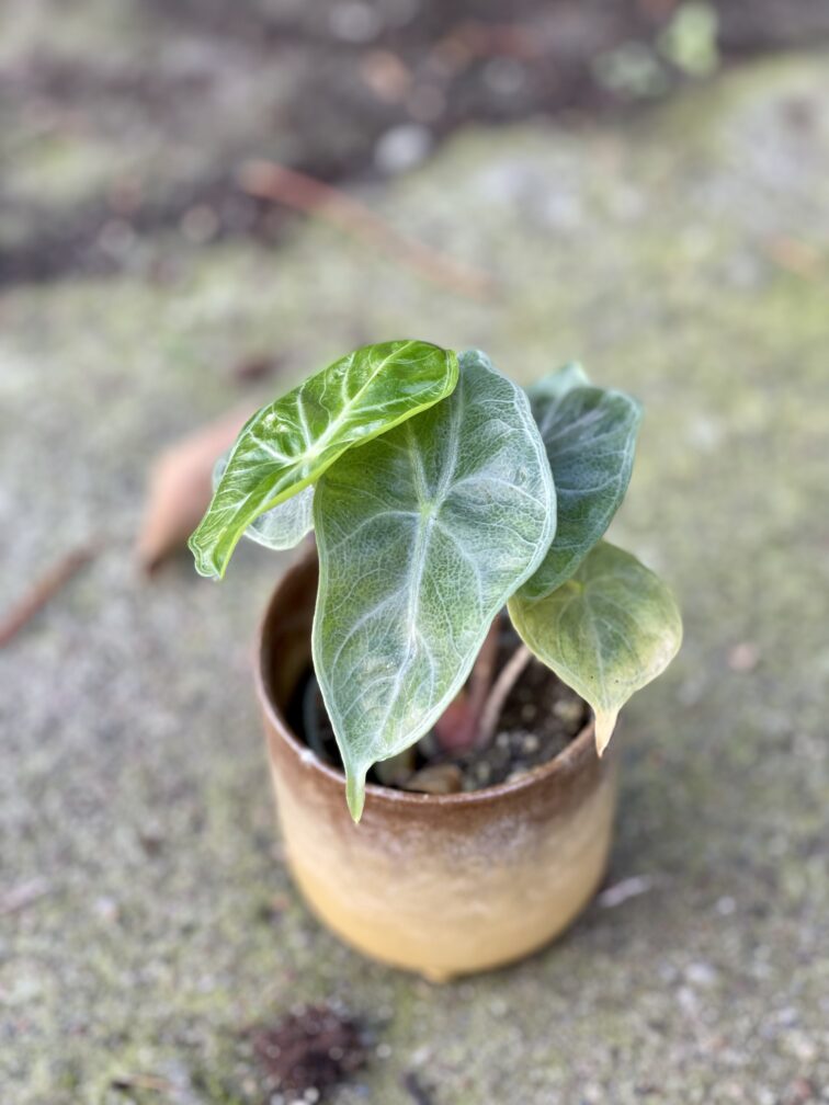 Zdjęcie doniczki lub oslonki: Osłonka Gobi 7x8 cm, ujęcie 2