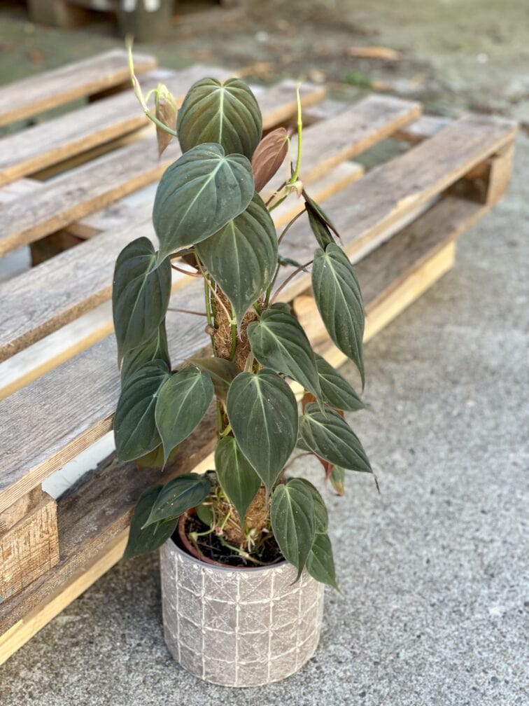 Zdjęcie doniczki lub oslonki: Osłonka Meshwork 15x15 cm, ujęcie 2