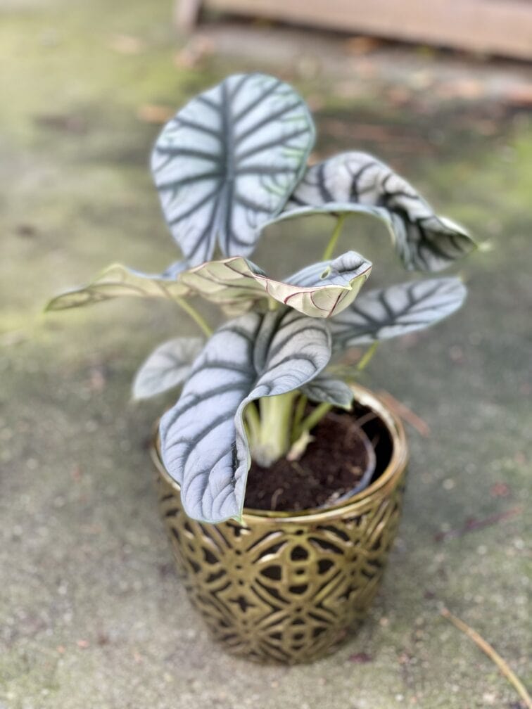 Zdjęcie doniczki lub oslonki: Osłonka Wall Street 15x15&nbsp;cm, ujęcie 2