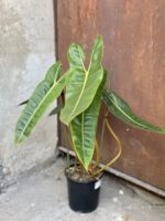 Zdjęcie rośliny Philodendron Billietiae, ujęcie 2