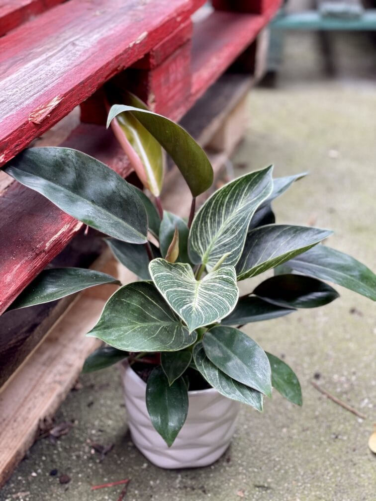 Zdjęcie rośliny Philodendron Birkin, ujęcie 1
