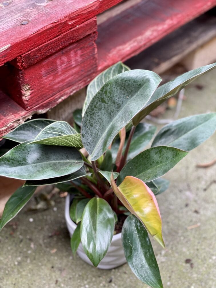 Zdjęcie rośliny Philodendron Birkin, ujęcie 3