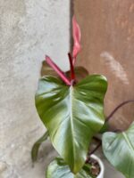 Zdjęcie rośliny Philodendron Majesty, ujęcie 3