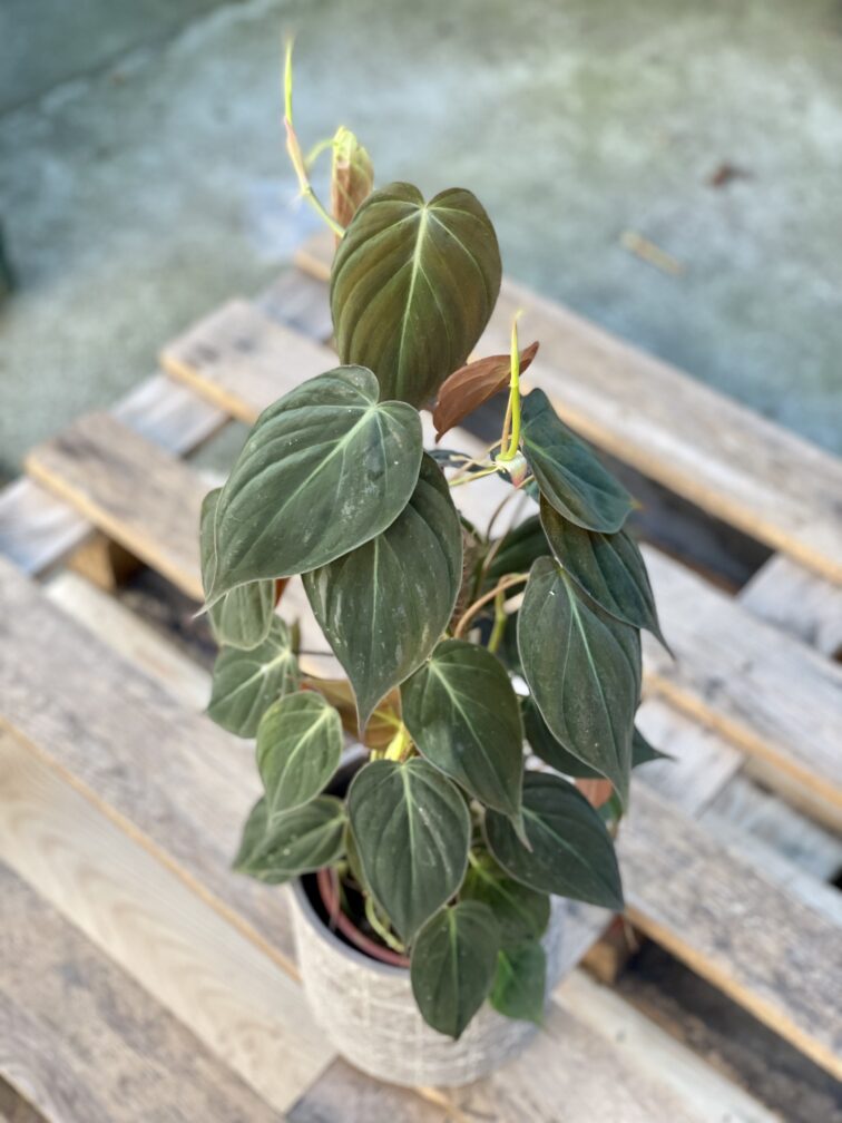 Zdjęcie rośliny Philodendron Micans, ujęcie 1