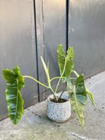 Zdjęcie rośliny Philodendron Paraiso Verde, ujęcie 2