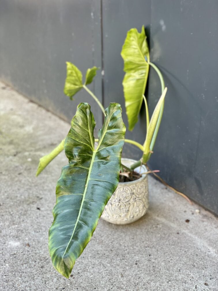 Zdjęcie rośliny Philodendron Paraiso Verde, ujęcie 3