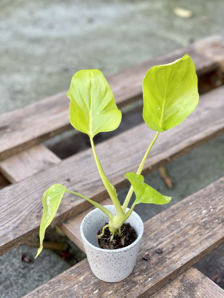 Zdjęcie rośliny Philodendron warscewiczii, ujęcie 1