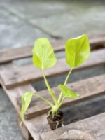 Zdjęcie rośliny Philodendron warscewiczii, ujęcie 2