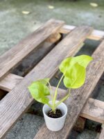 Zdjęcie rośliny Philodendron warscewiczii, ujęcie 3