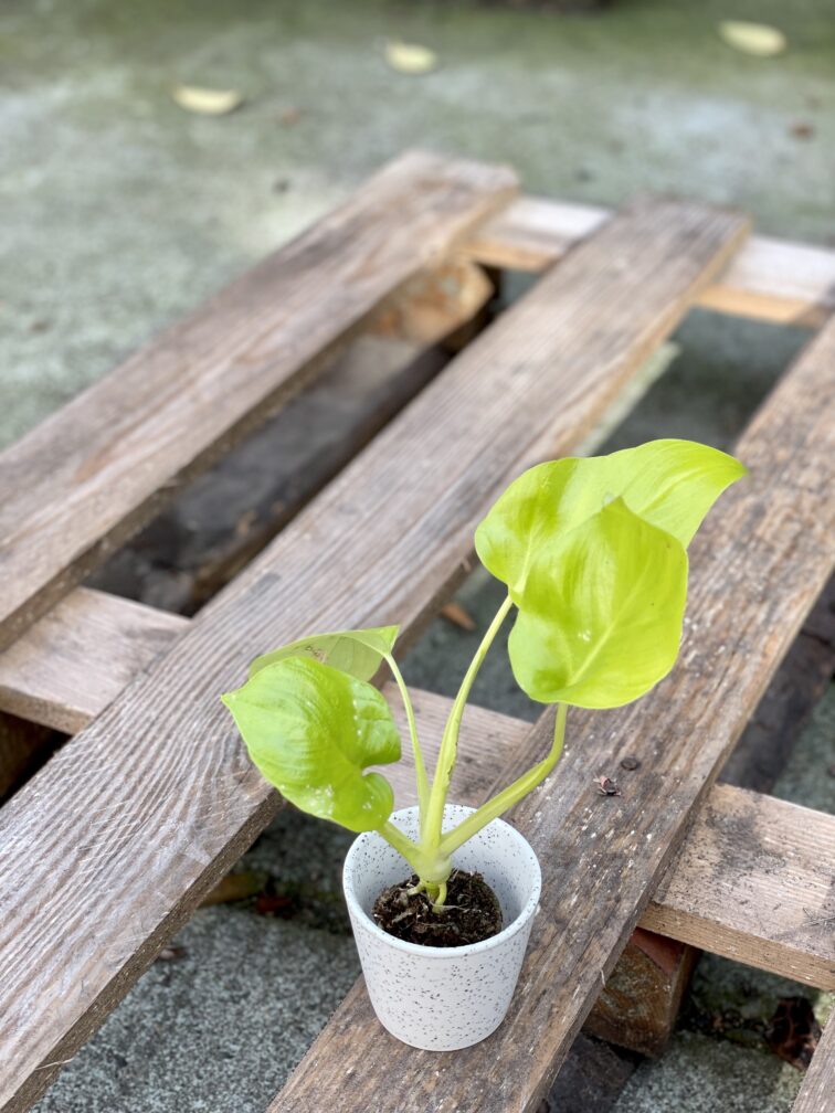 Zdjęcie rośliny Philodendron warscewiczii, ujęcie 3