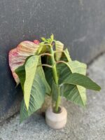 Zdjęcie akcesoria Probówka do ukorzeniania 2x10cm, ujęcie 2