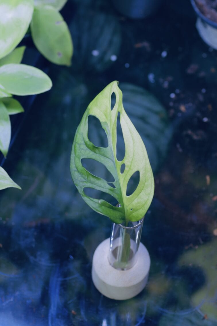 Zdjęcie rośliny Sadzonka Monstera adansonii variegata, ujęcie 1