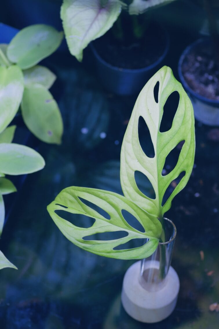 Zdjęcie rośliny Sadzonka Monstera adansonii variegata, ujęcie 2