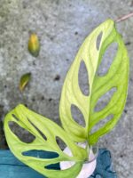 Zdjęcie rośliny Sadzonka Monstera adansonii variegata, ujęcie 3