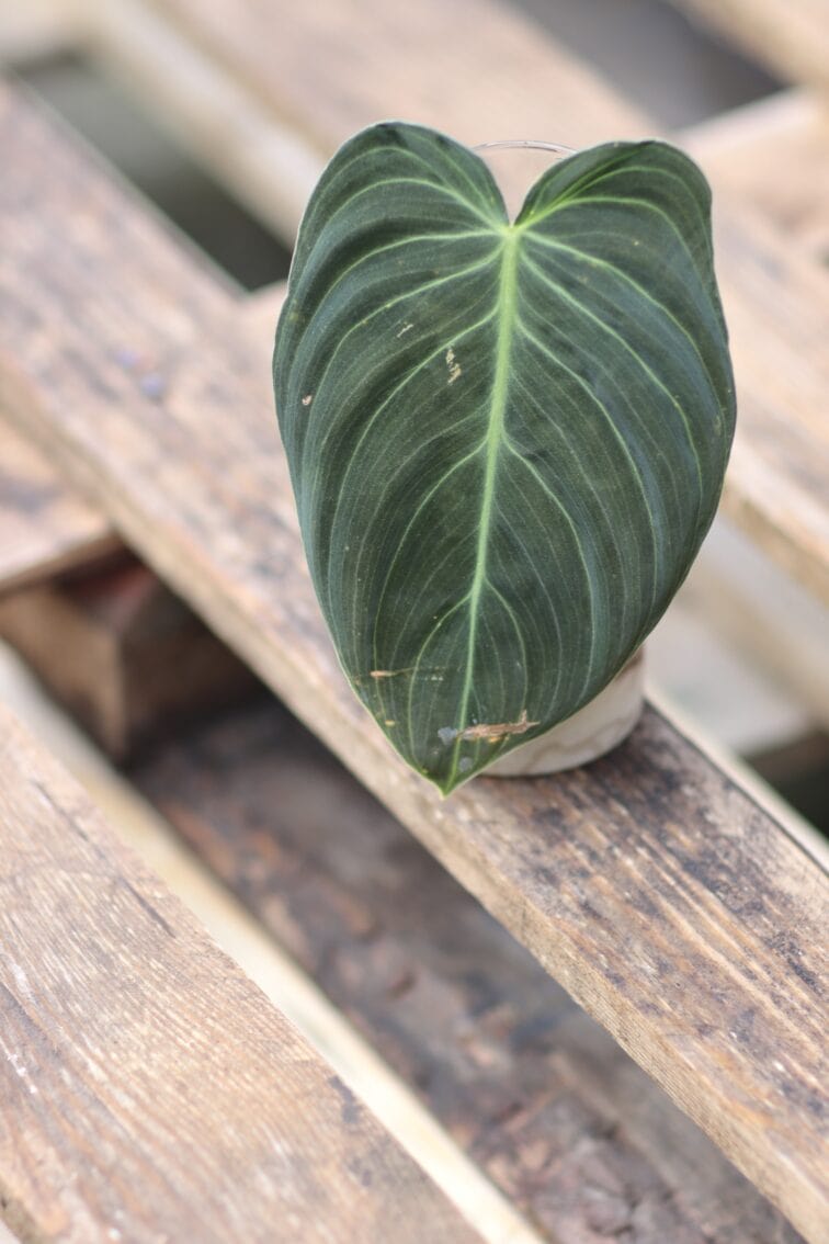 Zdjęcie rośliny Sadzonka Philodendron Melanochrysum, ujęcie 2