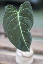Zdjęcie rośliny Sadzonka Philodendron Melanochrysum, ujęcie 1