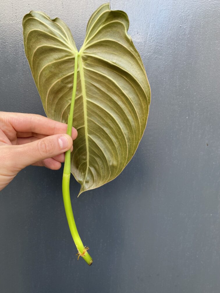 Zdjęcie rośliny Sadzonka Philodendron Melanochrysum, ujęcie 3