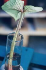 Zdjęcie rośliny Sadzonka Philodendron Plowmanii, ujęcie 3