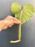 Zdjęcie rośliny Sadzonka Philodendron Plowmanii, ujęcie 2
