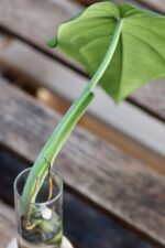 Zdjęcie rośliny Sadzonka Syngonium Chiapense, ujęcie 2