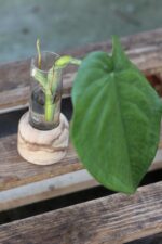 Zdjęcie rośliny Sadzonka Syngonium Chiapense, ujęcie 3